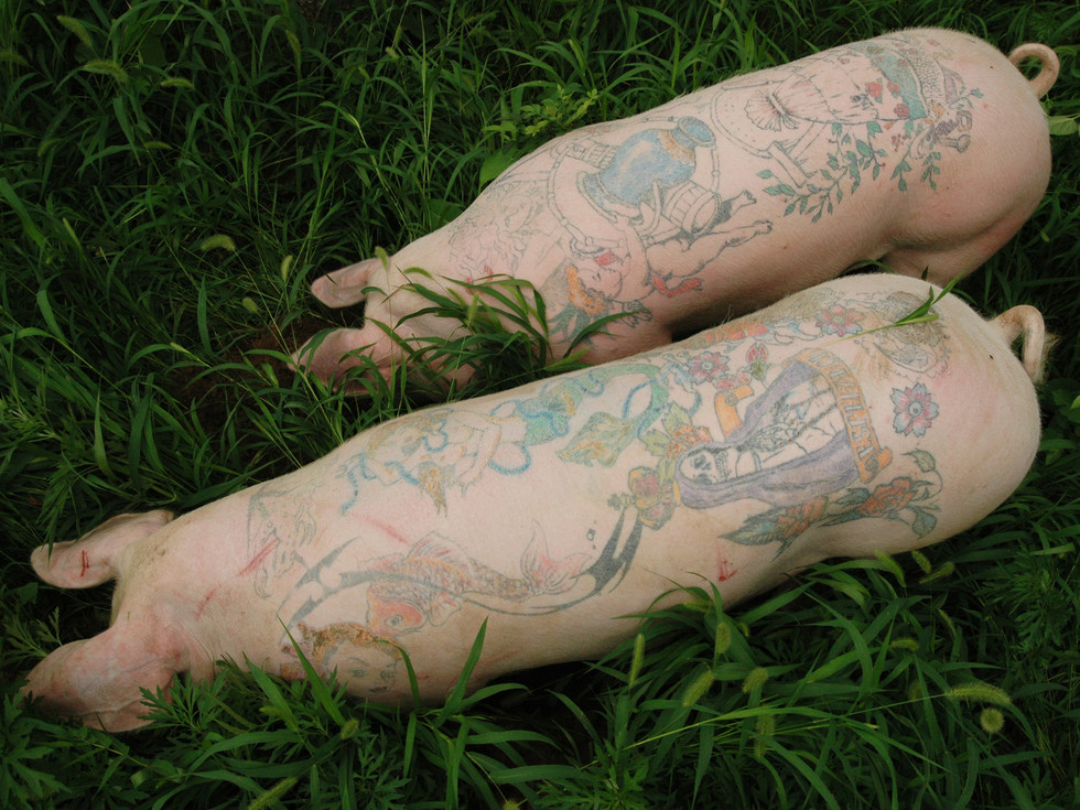 Art Farm, 2003 - 2010 live tattooed pigs Yang Zhen (Beijing)
